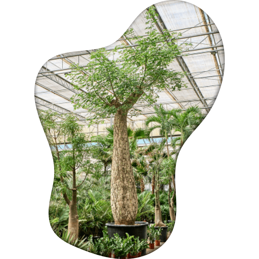 Verzorgingstips Chorisia